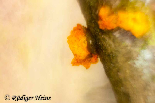 Tremella mesenterica (Goldgelber Zitterling), 28.12.2016