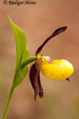 Cypripedium calceolus (Gelber Frauenschuh), 18.5.2012