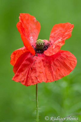 Papaver rhoeas, Klatschmohn