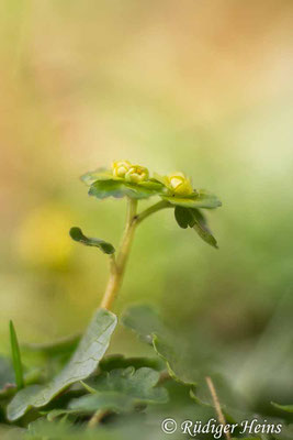 Chrysosplenium alternifolium (Wechselblättriges Milzkraut), 8.4.2022