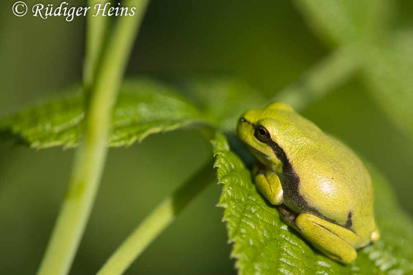 Hyla arborea (Laubfrosch), 15.7.2024