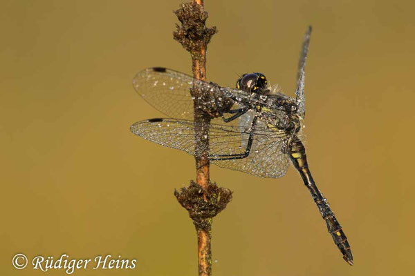 Sympetrum danae (Schwarze Heidelibelle) Männchen, 17.8.2022