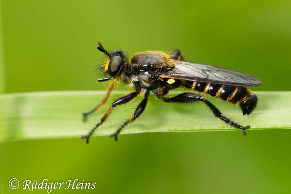 Choerades marginata (Gemeine Mordfliege) Männchen, 8.6.2020