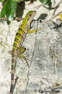 Gemeiner Schwarzleguan Jungtier (Ctenosaura similis), 1.12.2023 - Panasonic DMC-FZ 1000