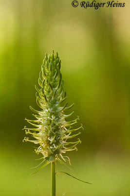 Phyteuma spicatum (Ährige Teufelskralle), 27.5.2019