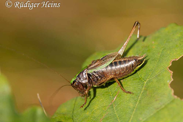 Metrioptera brachyptera (Kurzflügelige Beißschrecke) Männchen, 18.9.2017