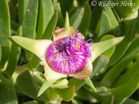 Carpobrotus edulis (Essbare Mittagsblume), 16.5.2024