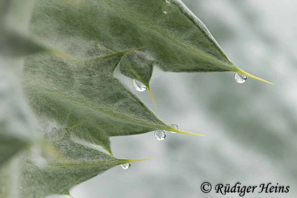 Onopordum acanthium (Gewöhnliche Eselsdistel), 6.6.2021