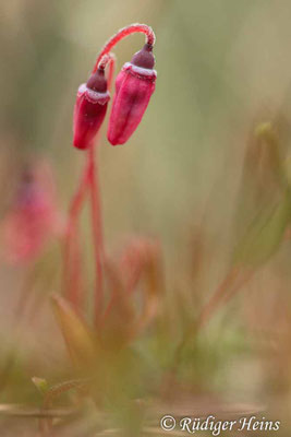 Vaccinium oxycoccos, Gewöhnliche Moosbeere