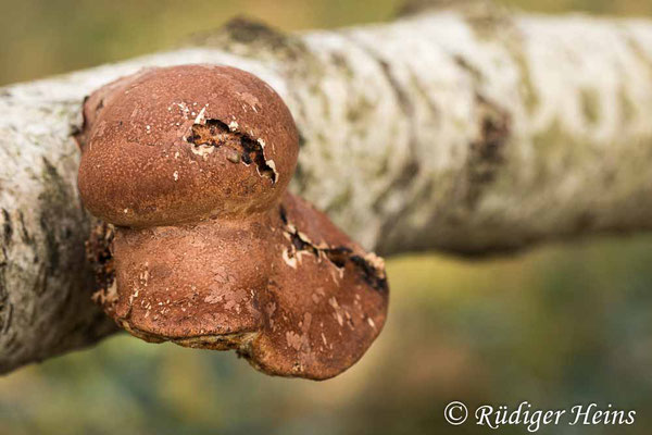 Fomitopsis betulina (Birkenporling), 23.1.2021