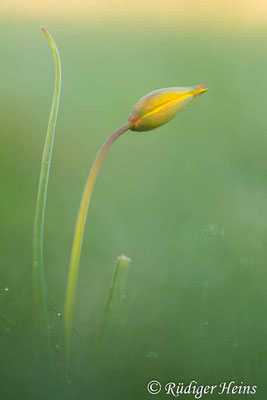 Tulipa sylvestris (Wilde Tulpe), 18.4.2023