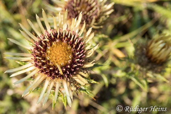 Carlina vulgaris (Golddistel)