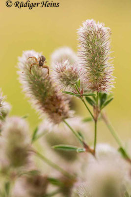 Trifolium arvense (Hasen-Klee)