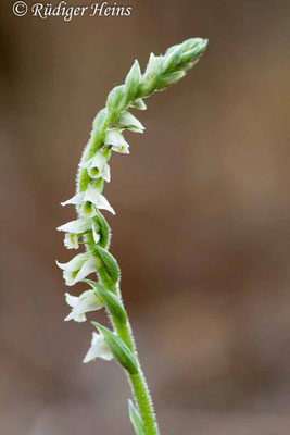 Spiranthes spiralis (Herbst-Drehwurz), 30.10.2007