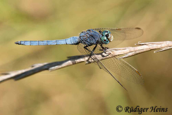 Orthetrum coerulescens anceps (Südöstlicher Kleiner Blaupfeil) Männchen, 4.10.2017