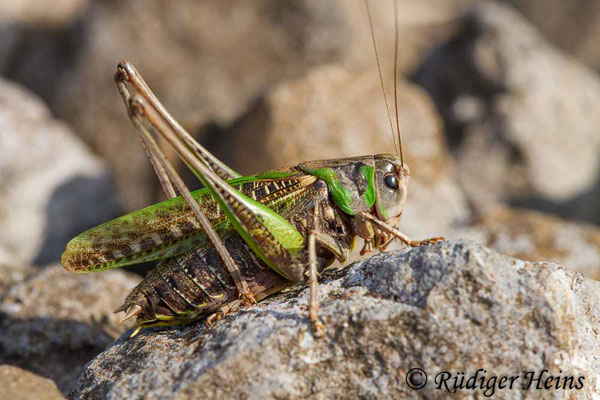 Decticus verrucivorus (Warzenbeißer) Männchen, 31.7.2018