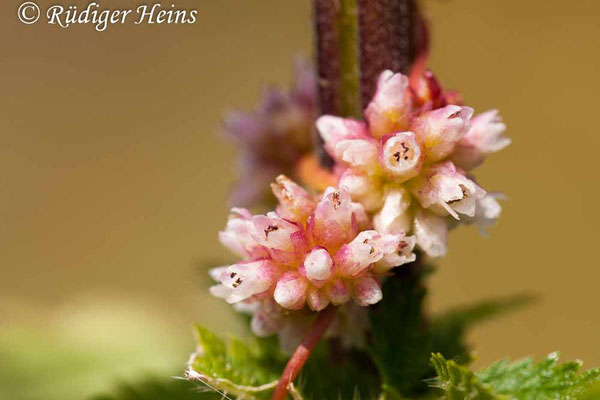 Cuscuta europaea (Nessel-Seide), 30.7.2010