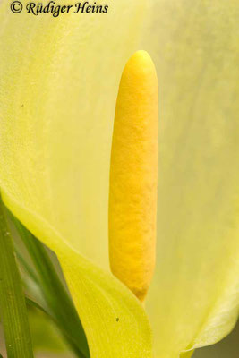 Arum italicum (Italienischer Aronstab), 4.5.2019