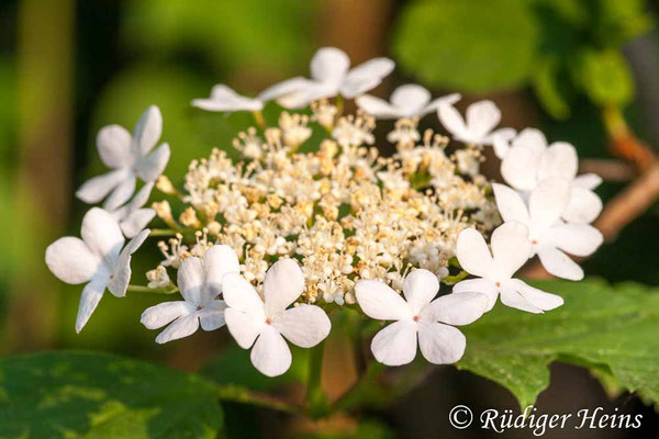 Viburnum opulus (Gemeiner Schneeball), 1.6.2008