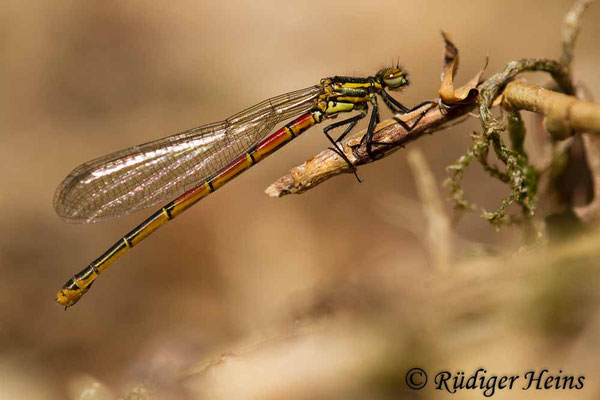 Pyrrhosoma nymphula (Frühe Adonislibelle) junges Weibchen, 22.4.2019