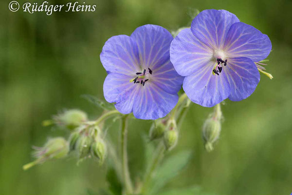 Geranium pratense (Wiesen-Storchschnabel), 9.6.2016