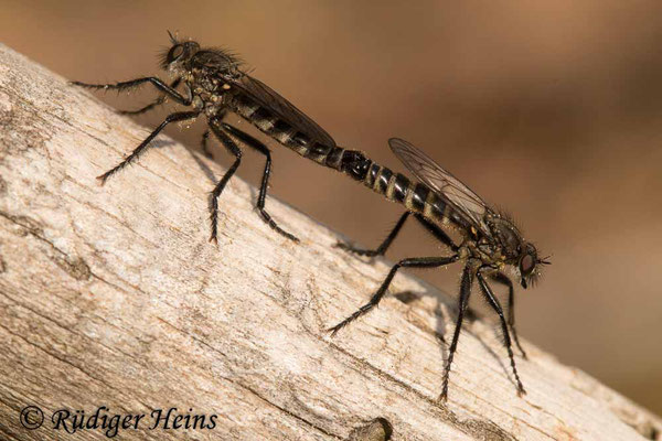 Lasiopogon cinctus (Gemeiner Grauwicht) Paarung, 2.5.2022