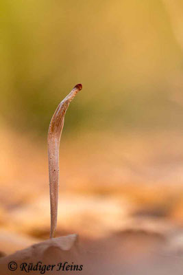 Macrotyphula fistulosa (Röhrige Keule), 2.1.2019