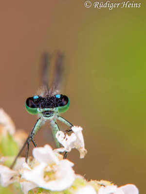 Ischnura elegans (Große Pechlibelle) Männchen, 8.8.2009