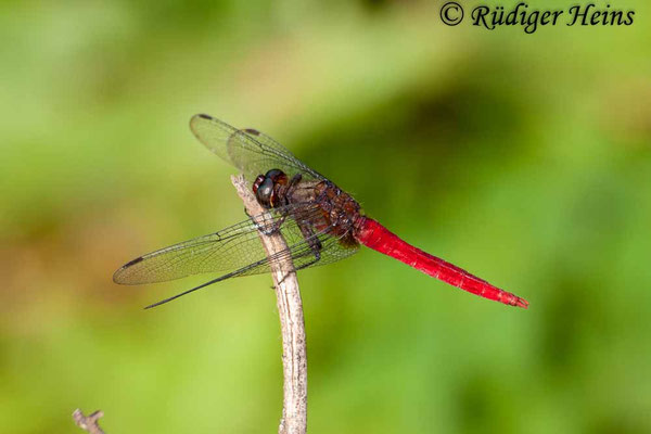 Orthetrum chrysis (Rotschwanz-Sumpflibelle) Männchen