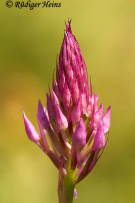 Anacamptis pyramidalis (Pyramiden-Hundswurz), 11.5.2014