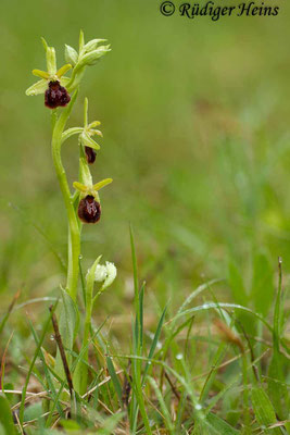 Ophrys sphegodes (Spinnen-Ragwurz), 4.5.2013