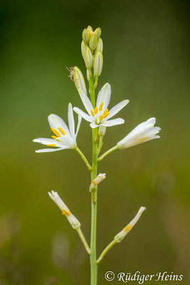 Anthericum ramosum (Ästige Graslilie)