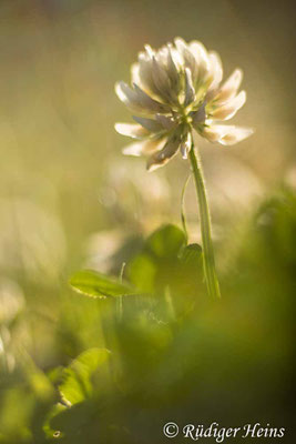 Trifolium repens (Weißklee)