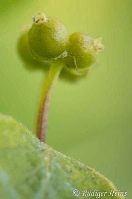 Rote Heckenkirsche (Lonicera xylosteum) Beere, 17.6.2023 - Makroobjektiv 100mm f/2.8