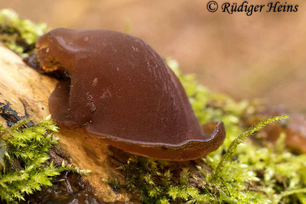 Auricularia auricula-judae (Judasohr), 22.2.2024