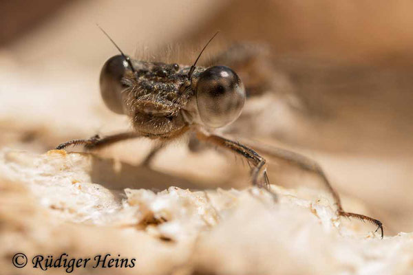 Sympecma fusca (Gemeine Winterlibelle) Weibchen beim morgendlichen Sonnenbad in Gewässernähe, 10.4.2020