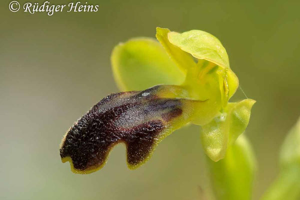 Ophrys fusca (Braune Ragwurz)