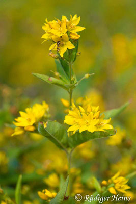 Lysimachia vulgaris (Gewöhnlicher Gilbweiderich), 12.7.2018