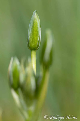 Ornithogalum umbellatum (Dolden-Milchstern)