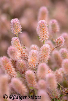 Trifolium arvense (Hasen-Klee)