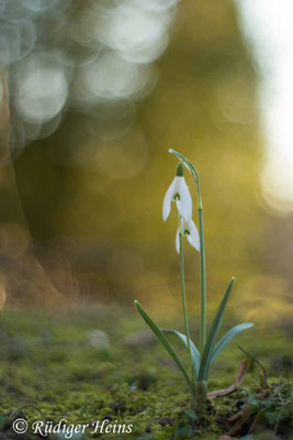 Galanthus nivalis (Schneeglöckchen)