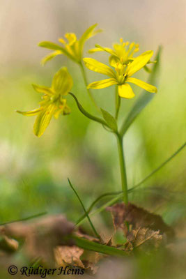 Gagea lutea (Wald-Gelbstern), 28.3.2017