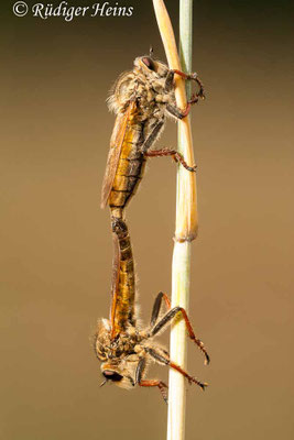 Echthistus rufinervis (Berserkerfliege) Paarung