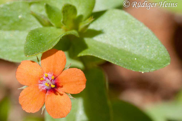 Anagallis arvensis (Acker-Gauchheil), 27.6.2010