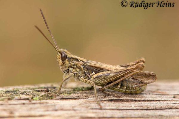 Chorthippus mollis (Verkannter Grashüpfer) Männchen, 26.9.2017