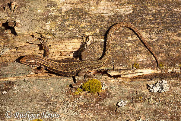 Zootoca vivipara (Waldeidechse), 21.4.2015