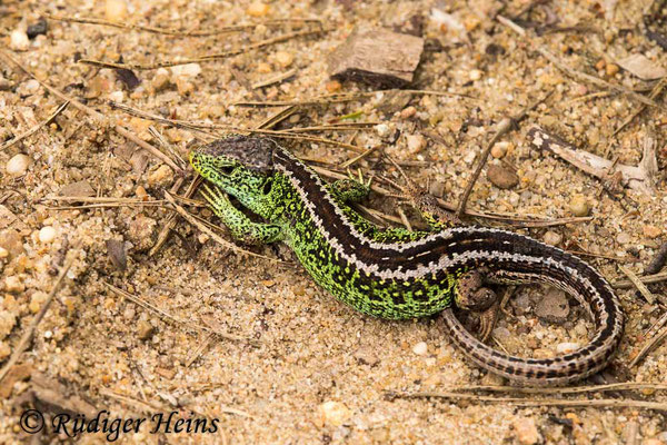 Lacerta agilis (Zauneidechse) Männchen, 8.6.2021