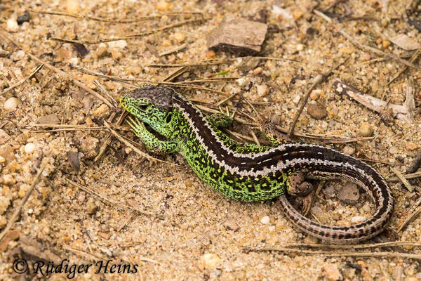 Lacerta agilis (Zauneidechse) Männchen
