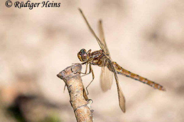 Kleiner Blaupfeil (Orthetrum coerulescens) Weibchen, 20.8.2023 - Makroobjektiv 180mm f/3.5