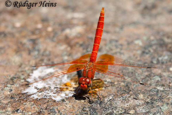 Trithemis kyrbii (Gefleckter Sonnenzeiger) Männchen, 15.7.2011